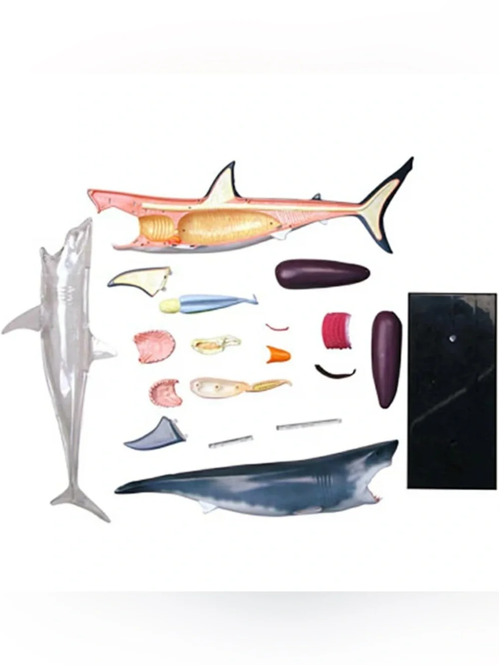 4D Vision Great White Shark Anatomy Model - New In Box perfect for SHARK WEEK
